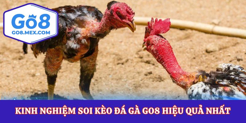 Kinh nghiệm soi kèo đá gà Go8 hiệu quả nhất